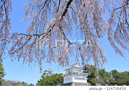 春の名古屋城 春の名古屋城 124738458