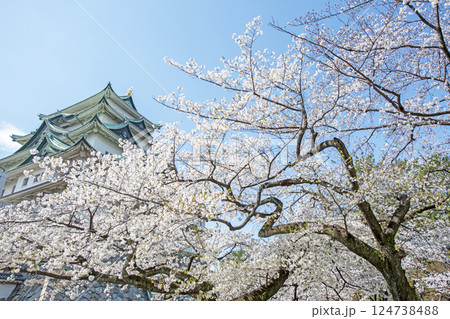 春の名古屋城 春の名古屋城 124738488