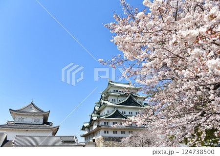 春の名古屋城 春の名古屋城 124738500