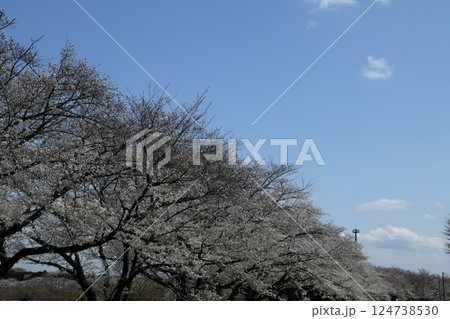 日本　埼玉の桜 124738530