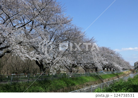 日本 埼玉の桜 日本 埼玉の桜 124738531
