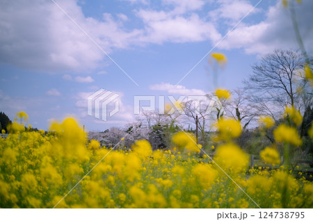 小湊鉄道沿線の桜と菜の花畑 小湊鉄道沿線の桜と菜の花畑 124738795