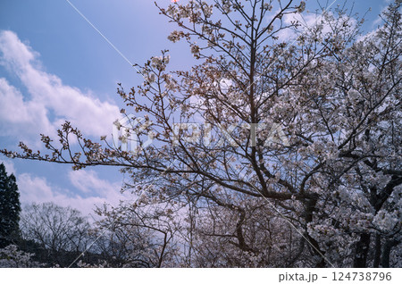 小湊鉄道沿線の桜 小湊鉄道沿線の桜 124738796