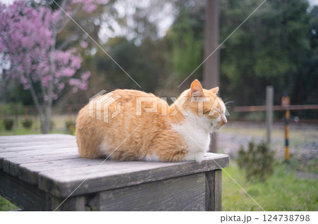 小湊鉄道沿線に住み着く野良猫 124738798