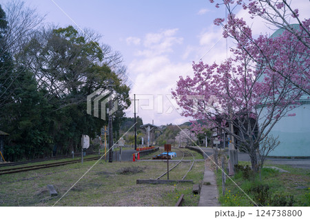 小湊鉄道沿線の桜 小湊鉄道沿線の桜 124738800