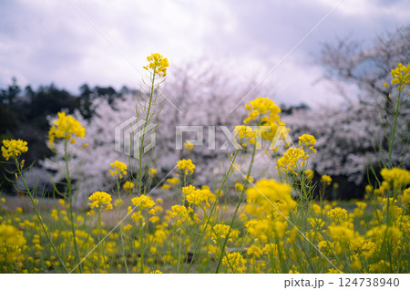 小湊鉄道沿線の桜と菜の花畑 124738940