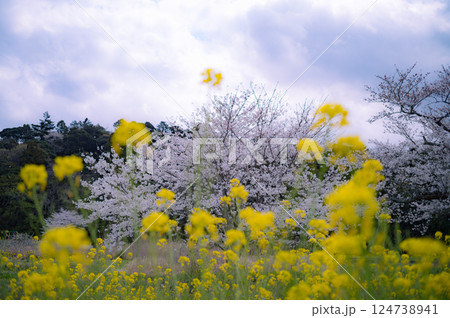 小湊鉄道沿線の桜と菜の花畑 124738941