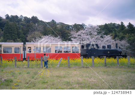 小湊鉄道沿線の桜と菜の花畑とトロッコ電車 124738943