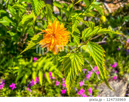 春の彩り～山吹の花～ 124738969