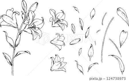 百合の線画パーツセット 百合の線画パーツセット 124738973
