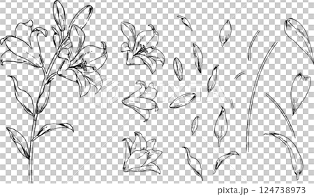 百合の線画パーツセット 百合の線画パーツセット 124738973