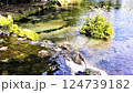 清流に映る新緑と鴨 124739182