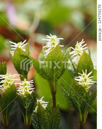 ツヤツヤしているヒトリシズカの葉（20250404082030） 124739276