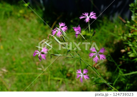 土手に咲くカワラナデシコ 【相模原市津久井 7月】 土手に咲くカワラナデシコ 【相模原市津久井 7月】 124739323