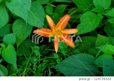 ノカンゾウ咲く草むら　【相模原市津久井　7月】 124739328