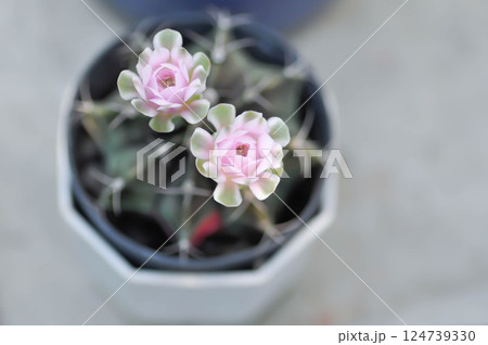 Gymnocalycium ,Gymnocalycium mihanovichii or gymnocalycium mihanovichii variegated with flower or cactus flower Gymnocalycium ,Gymnocalycium mihanovichii or gymnocalycium mihanovichii variegated with flower or cactus flower 124739330