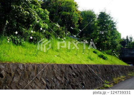 土手に咲くテッポウユリ 【相模原市津久井 7月】 土手に咲くテッポウユリ 【相模原市津久井 7月】 124739331