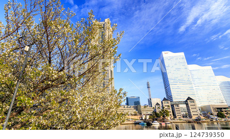 桜咲く、運河から望むみなとみらい 124739350