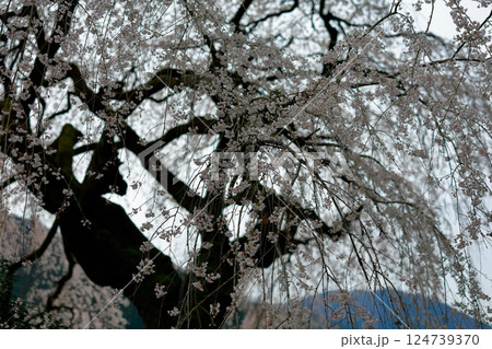 中越家の枝垂れ桜 124739370