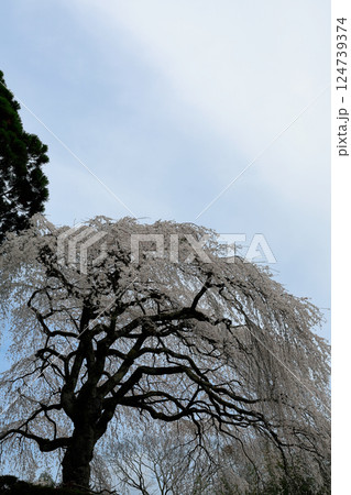 中越家の枝垂れ桜 中越家の枝垂れ桜 124739374
