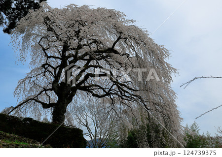 中越家の枝垂れ桜 124739375