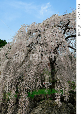 中越家の枝垂れ桜 中越家の枝垂れ桜 124739383