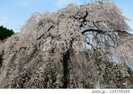 中越家の枝垂れ桜 中越家の枝垂れ桜 124739384