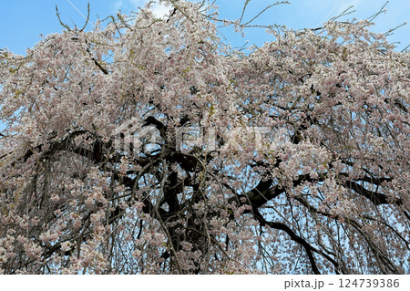 中越家の枝垂れ桜 中越家の枝垂れ桜 124739386