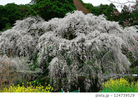 中越家の枝垂れ桜 124739529