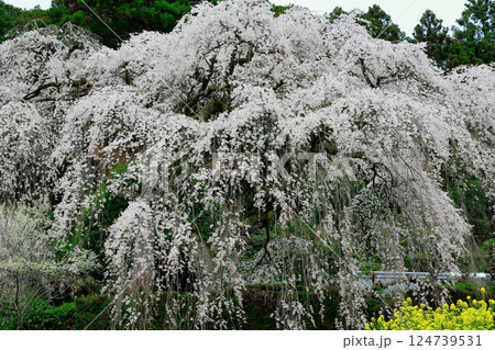 中越家の枝垂れ桜 124739531