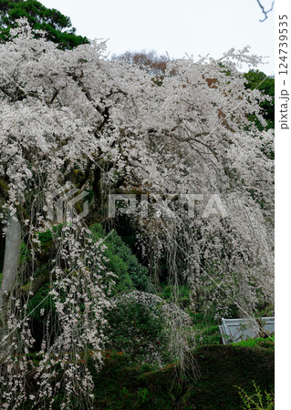 中越家の枝垂れ桜 中越家の枝垂れ桜 124739535