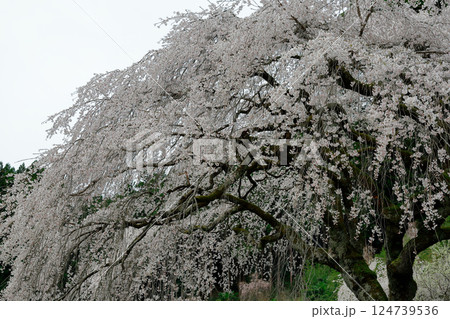 中越家の枝垂れ桜 124739536