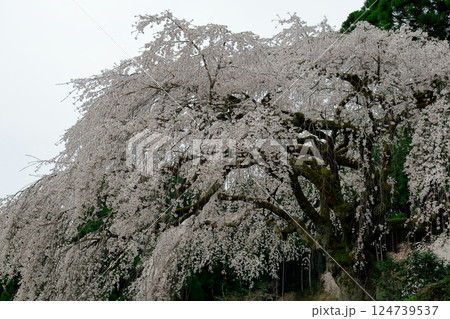 中越家の枝垂れ桜 124739537