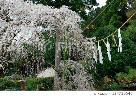 中越家の枝垂れ桜 中越家の枝垂れ桜 124739540