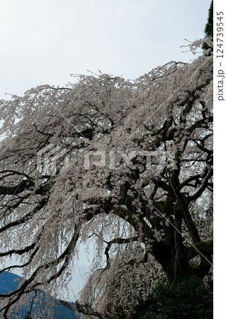 中越家の枝垂れ桜 中越家の枝垂れ桜 124739545