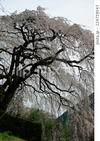 中越家の枝垂れ桜 124739547