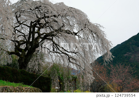 中越家の枝垂れ桜 124739554