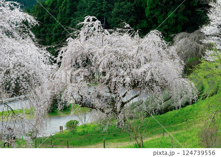 中越家の枝垂れ桜 124739556