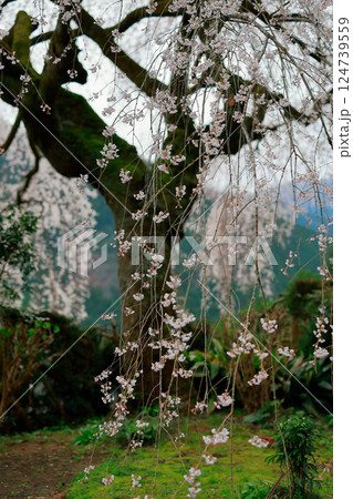 中越家の枝垂れ桜 中越家の枝垂れ桜 124739559