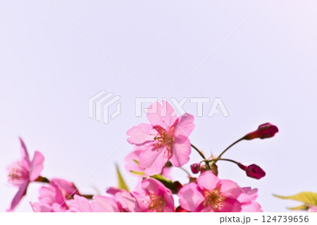 河津桜　逆光撮り 124739656