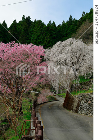 市川家の桜 市川家の桜 124739824