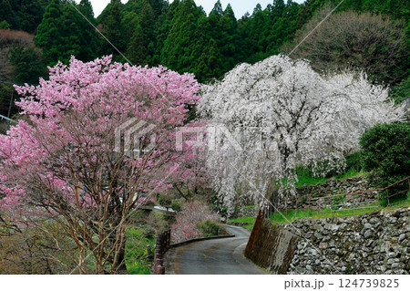 市川家の桜 124739825