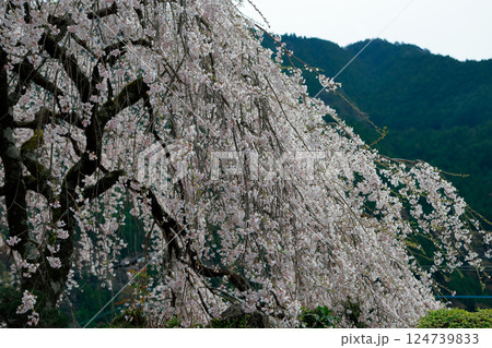 市川家の桜 市川家の桜 124739833