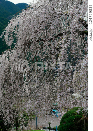 市川家の桜 124739835