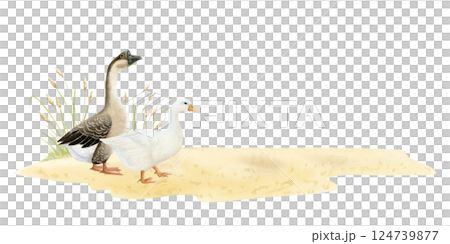 Watercolor geese on sandy ground with grass watercolor illustration isolated on white. Poultry yard waterfowl birds in hand drawn realistic style. Easter farm clipart for village designs and templates Watercolor geese on sandy ground with grass watercolor illustration isolated on white. Poultry yard waterfowl birds in hand drawn realistic style. Easter farm clipart for village designs and templates 124739877