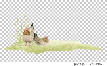 Grazing chicken hen grazing on green field grass watercolor isolated illustration. Realistic farm brown birds clipart for horizontal farming designs and rustic organic products templates 124739878