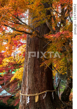 紅葉の談山神社のご神木(夫婦杉) 紅葉の談山神社のご神木(夫婦杉) 124739952