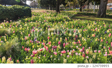 山下公園の春 山下公園の春 124739955