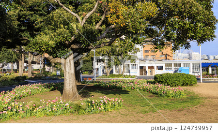 山下公園の春 124739957
