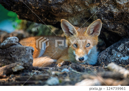 Red fox, vulpes vulpes in forest. Wild animal in natural environment Red fox, vulpes vulpes in forest. Wild animal in natural environment 124739961